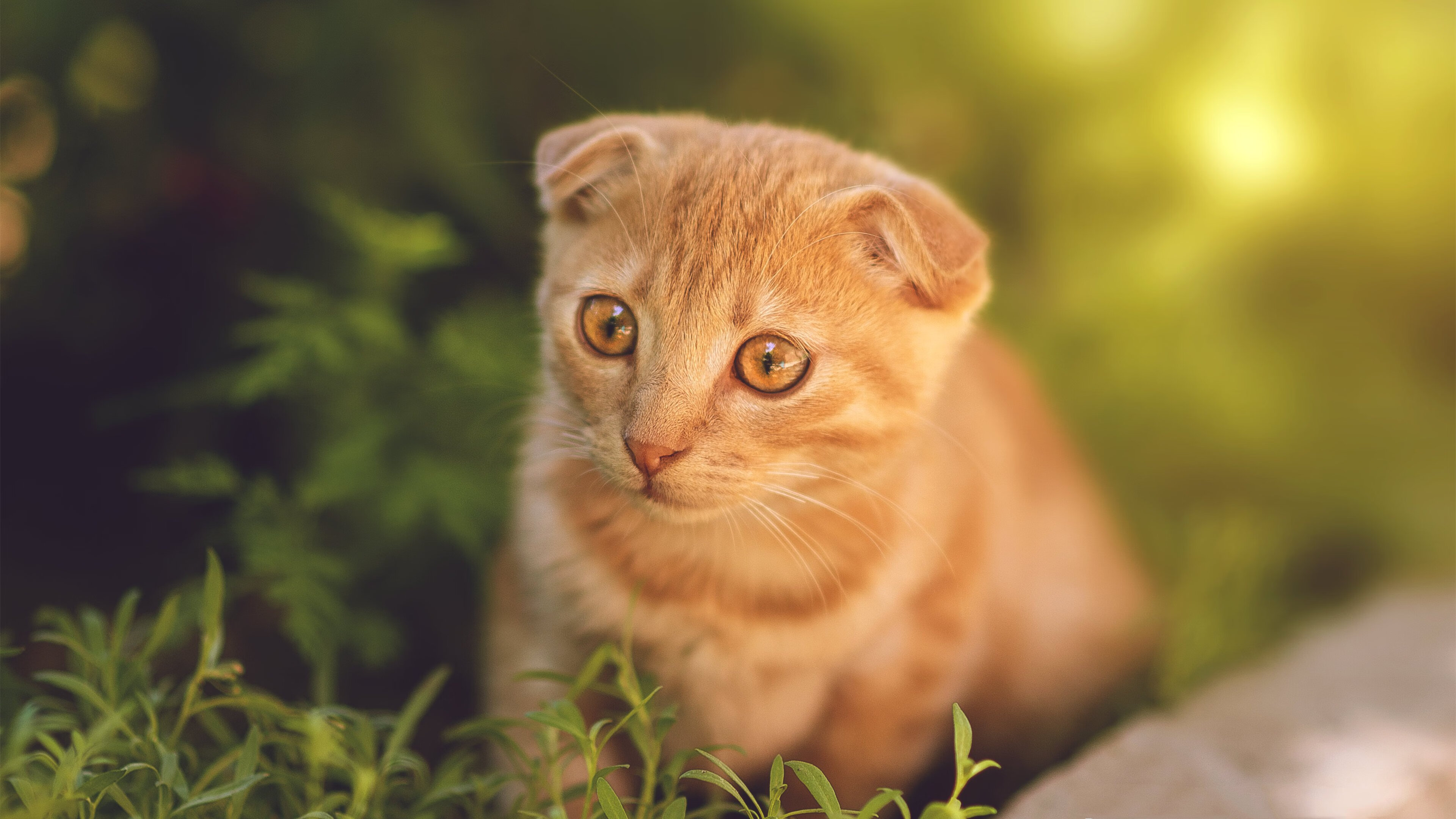 【青训故事】丁俊晖:年少成名的成长记忆,你认识丁俊晖吗