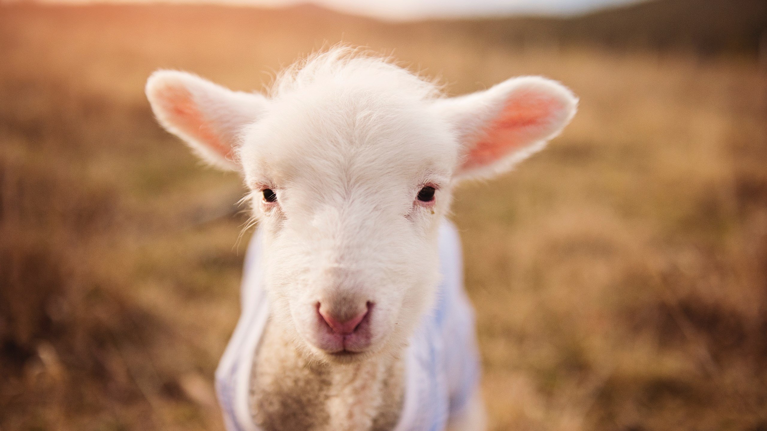影响力最大球员：他们的公益善举感动万千粉丝，慈善运动员排行榜