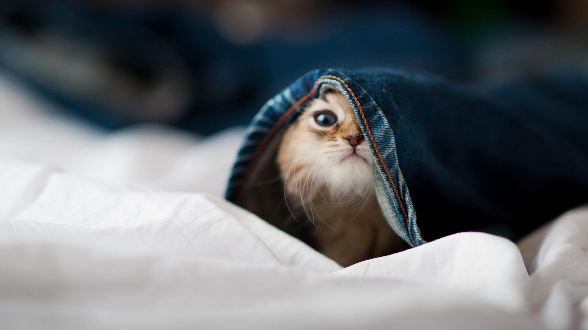 中国篮球新赛季筹备工作全面展开，期待佳绩，中国篮球联赛季后赛程