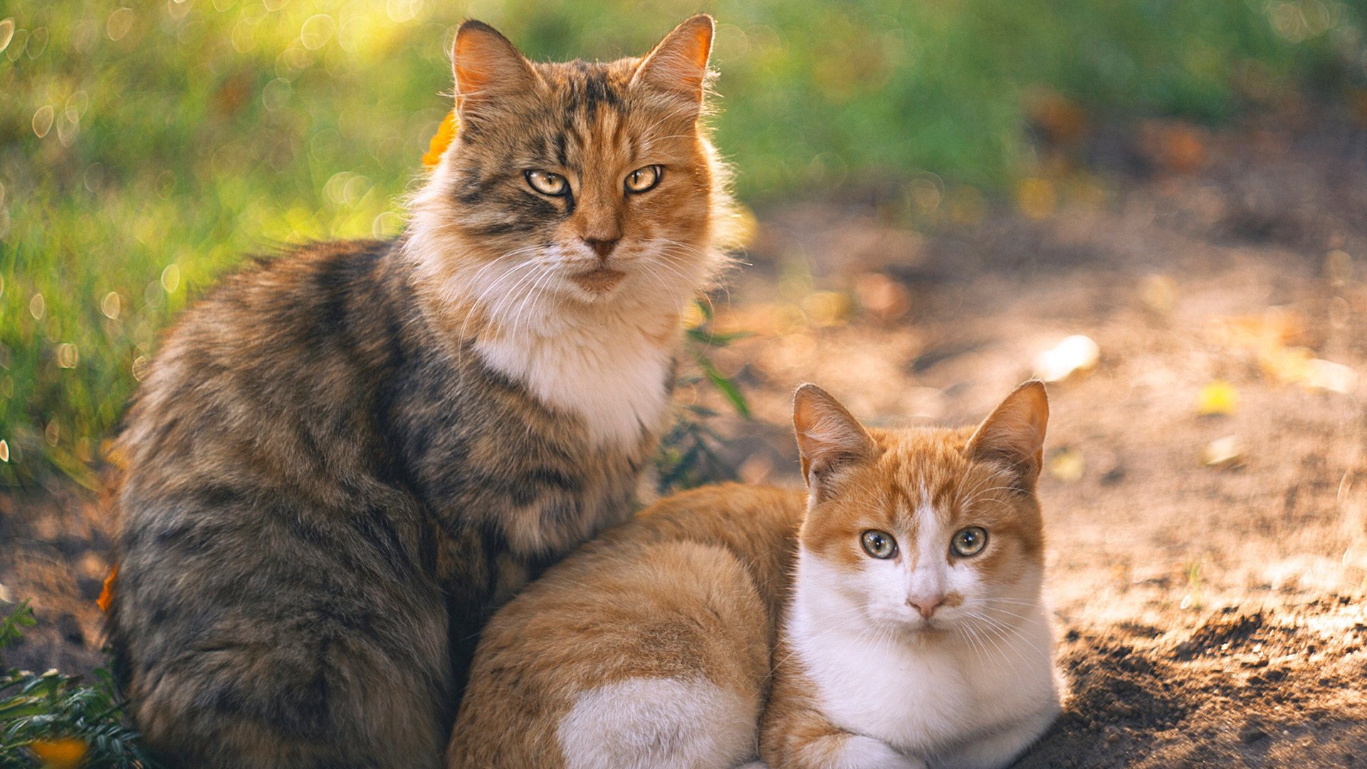 克罗地亚队在巴黎奥运会手球比赛中展现出高效的传球配合，克罗地亚踢球怎么样