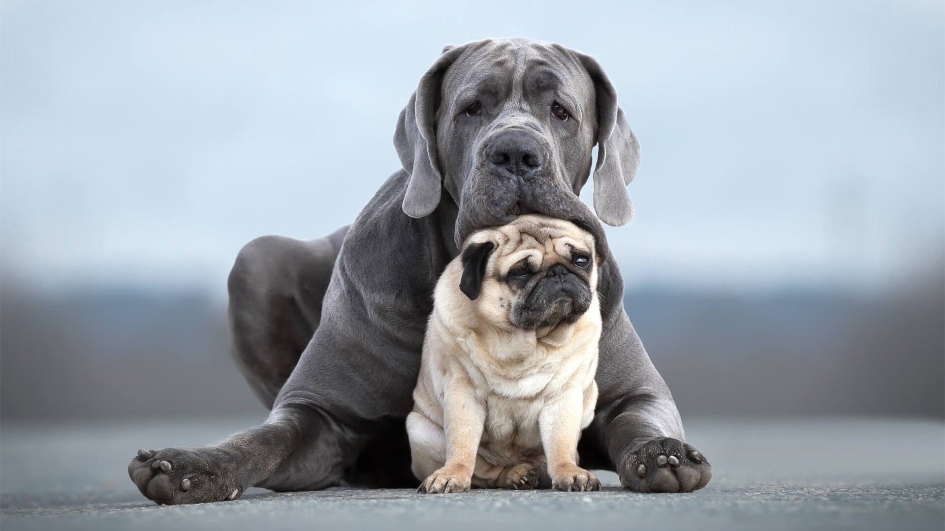 全国青少年“竞技篮球”提升计划正式启动,助力成长,2020年全国青少年篮球比赛报名