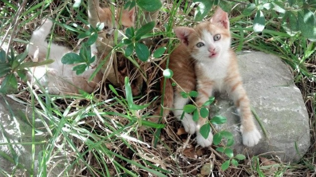 史上最惊心动魄的“狂澜逆转”战役合集，狂澜是什么动漫