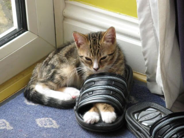 开云体育移动版-大谷翔平成为首位单赛季50轰50盗球员，荣膺MVP，大谷翔平个人资料